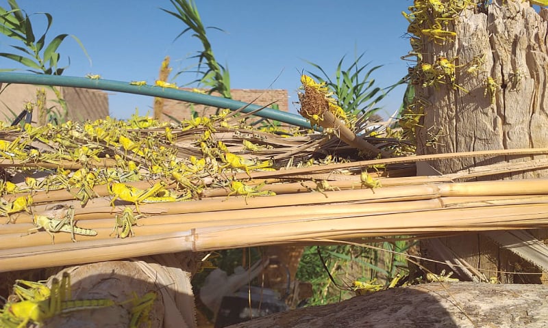 Locusts can be seen that have destroyed a tree in Killi Khan Jan area.—Photo by writer