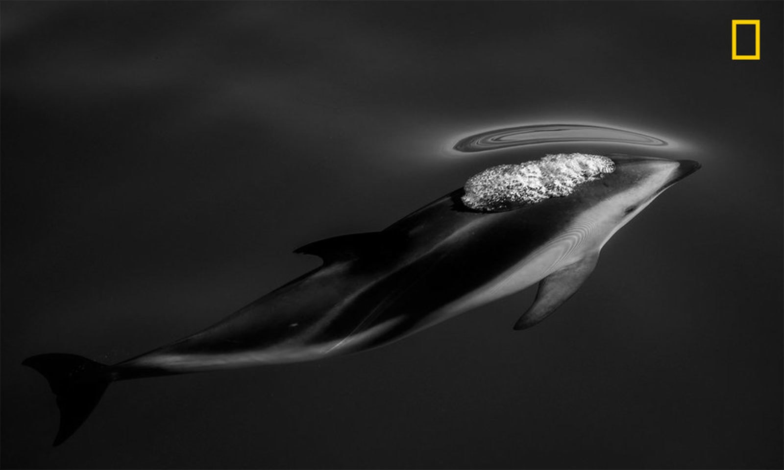 فوٹو بشکریہ اسکاٹ پورٹیلی/نیشنل جیوگرافک