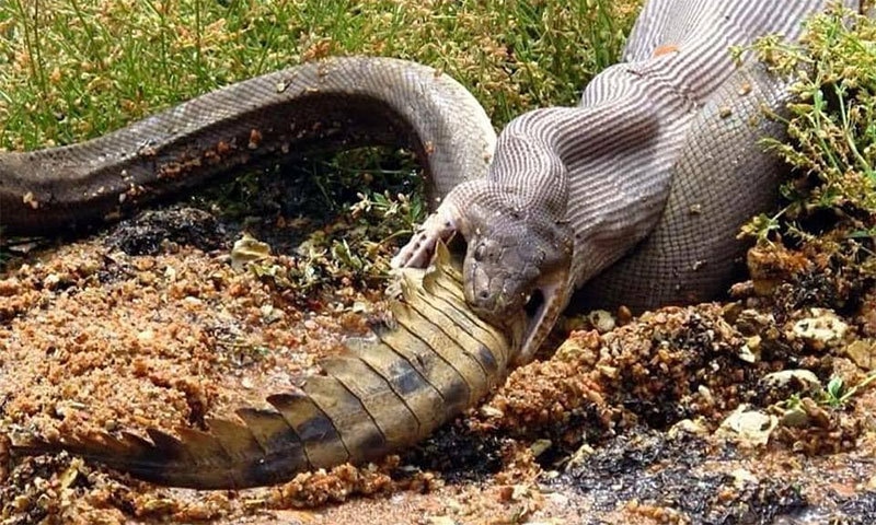 &mdash; فوٹو بشکریہ وائلڈ لائف ریسکیو فیس بک پیج