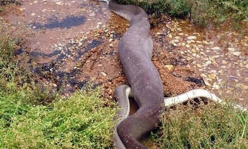 فوٹو بشکریہ وائلڈ لائف ریسکیو فیس بک پیج