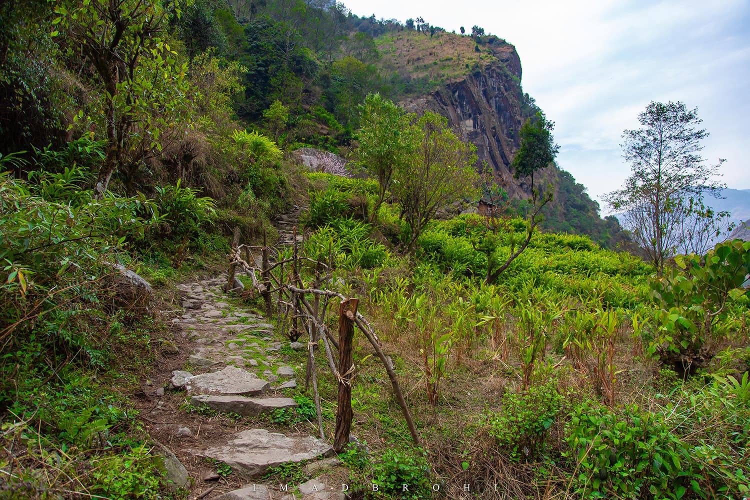 Walking through the cardamom fields of Sekathum