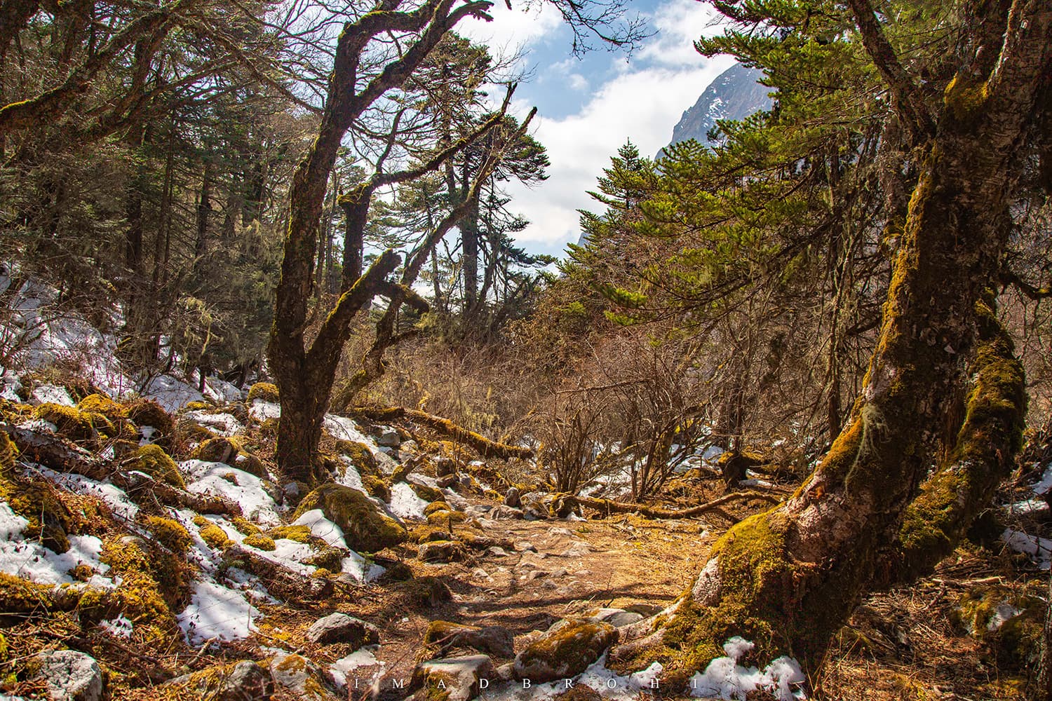 Back in the forest just before Ghunsa.