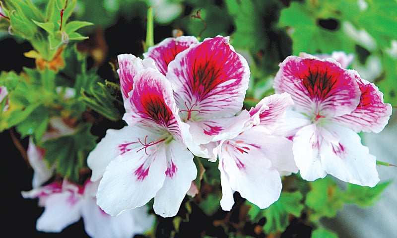 Pelargoniums