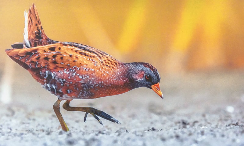 Snap of a spotted crake photographed in Larkana on display at the exhibition. &mdash; White Star