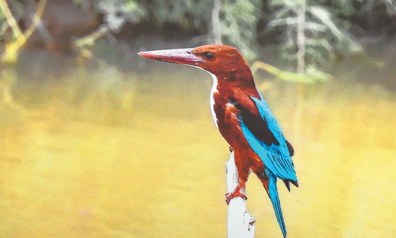 A white-throated kingfisher in Thatta. &mdash;White Star