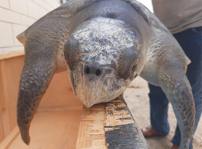 THE turtle now in the custody of the wildlife department.&nbsp;