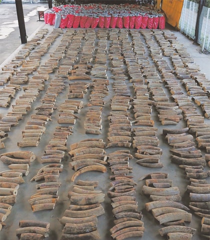 SINGAPORE: Seized ivory and sacks of pangolin scales are spread over a holding area.—AFP