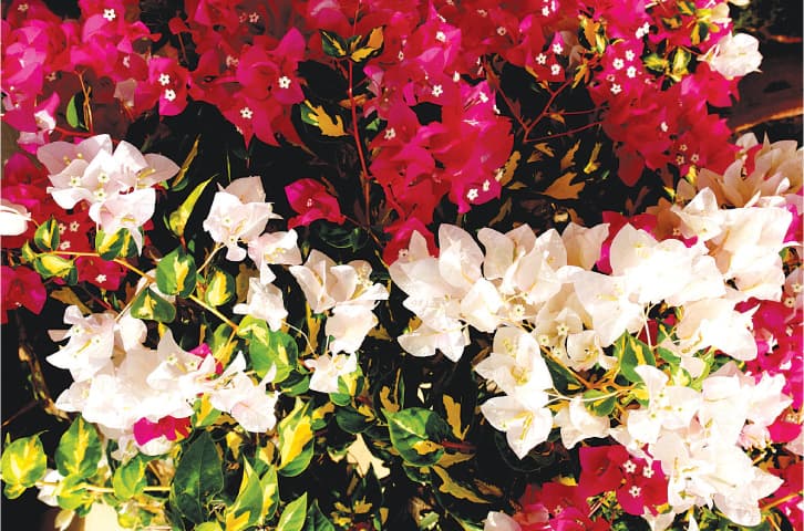 Bougainvillea | Photos by the writer