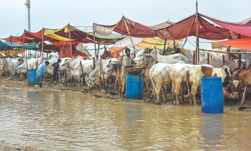 A FLOODED pathway in the cattle market off Superhighway.—White Star