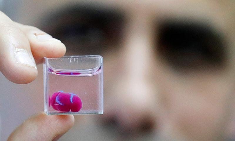 This photo taken on April 15, 2019 at the University of Tel Aviv shows a 3D print of heart with human tissue. - Scientists in Israel on Monday unveiled a 3D print of a heart with human tissue and vessels, calling it a first and a "major medical breakthrough" that advances possibilities for transplants. (Photo by JACK GUEZ / AFP) — AFP or licensors