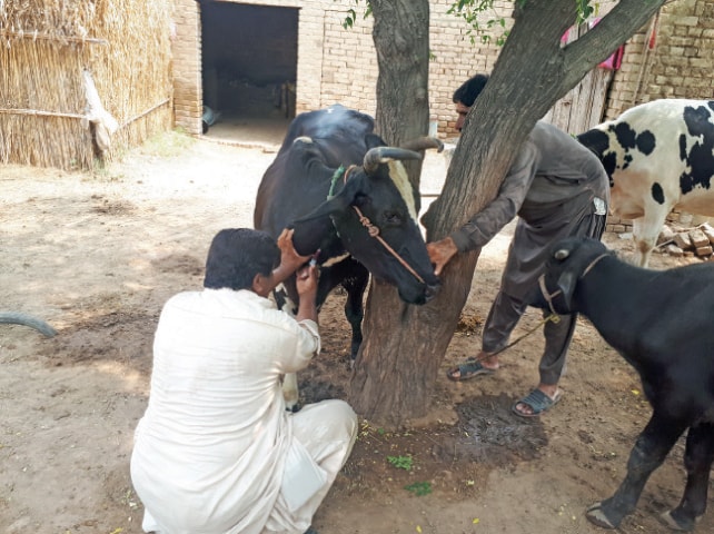 A veterinary practitioner vaccinates a cow against CCHF near Chakwal. — Dawn