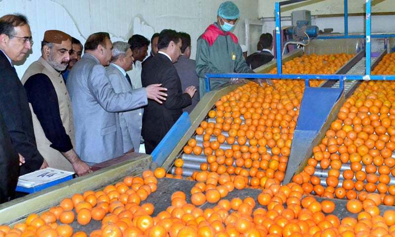 Citrus growers have rejected the purchase rate of Rs600 per 40 kg for kinno in the upcoming season terming it a conspiracy by traders to fleece orchid owners. — APP/File