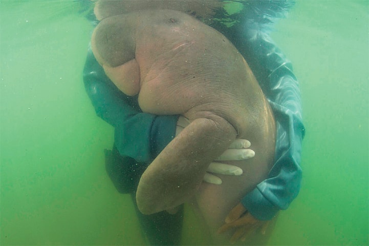 This May 23, 2019, file photo shows an official hugs baby dugong.—AP