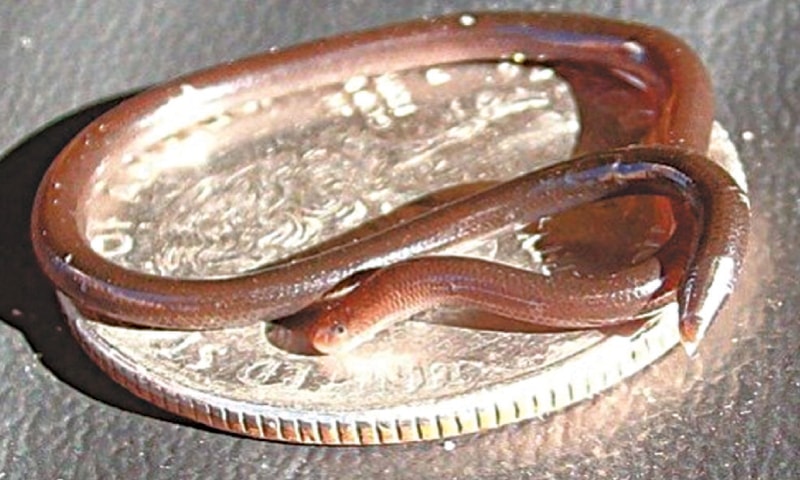 Barbados thread snake