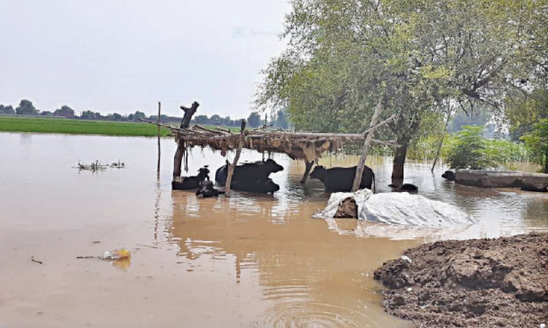 Displacement of villagers and livestock in Kasur continued on Wednesday, as the Sutlej went on swelling for the third consecutive day here in Ganda Singhwala locality, its adjacent villages and hamlets owing to the water released from the Indian Punjab. &mdash; Dawn