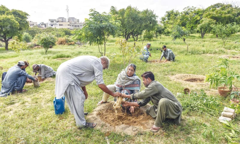 Saplings are being planted near the Quaid&rsquo;s mazar.&mdash;White Star