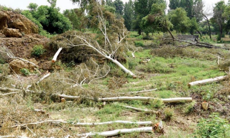 The trees felled by the university included 65 eucalyptus, five sheesham and six poplar. — Photo by Tanveer Shahzad The trees felled by the university included 65 eucalyptus, five sheesham and six poplar. — Photo by Tanveer Shahzad