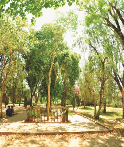 The lean and lanky Bodhi tree at Taxila | Photos by the writer