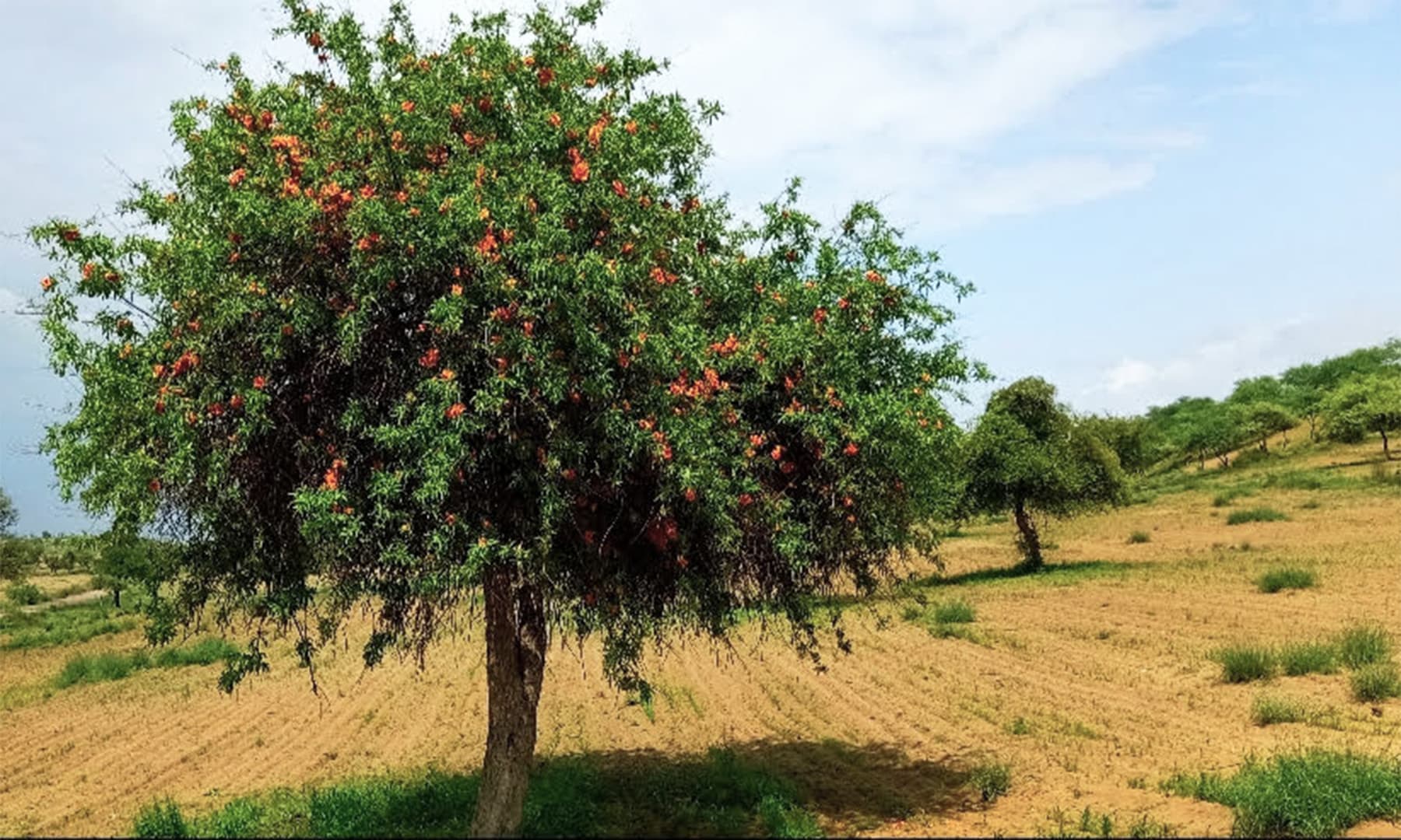 A Rohiro tree in full bloom after the recent spell of rain. — Photo by author