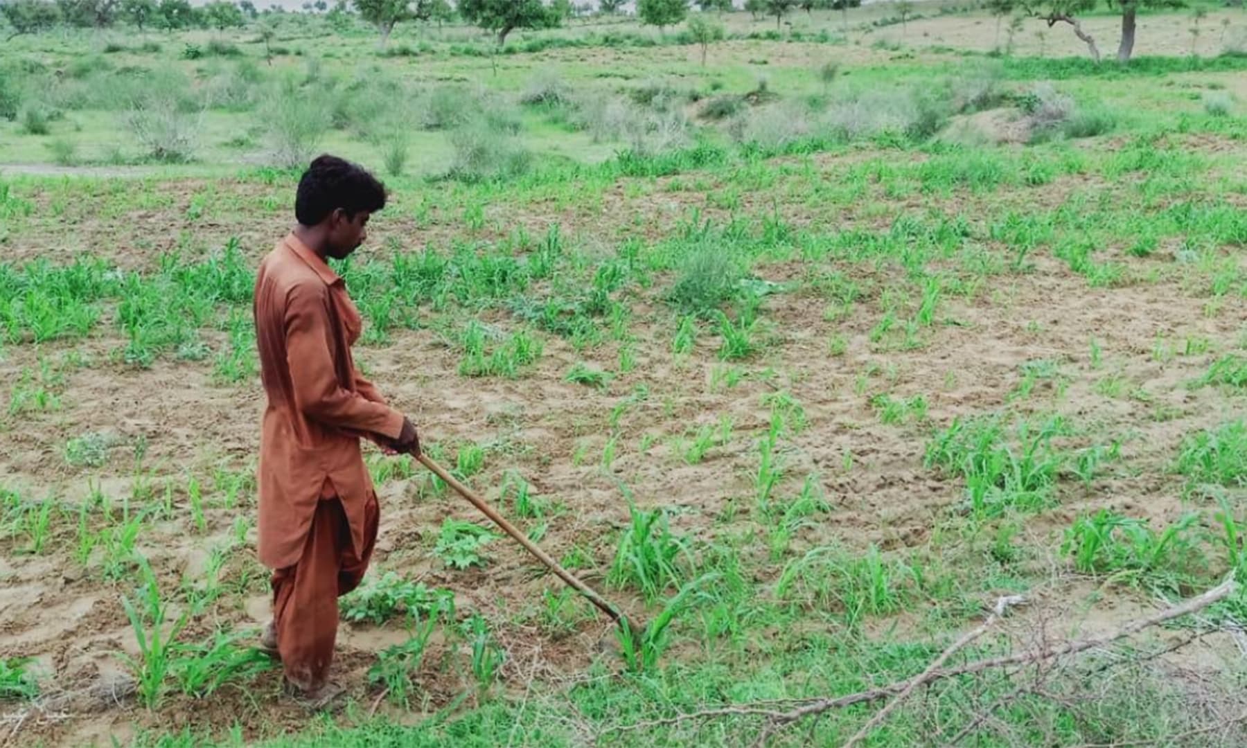 A farmer removes weeds from his farm. — Photo by author