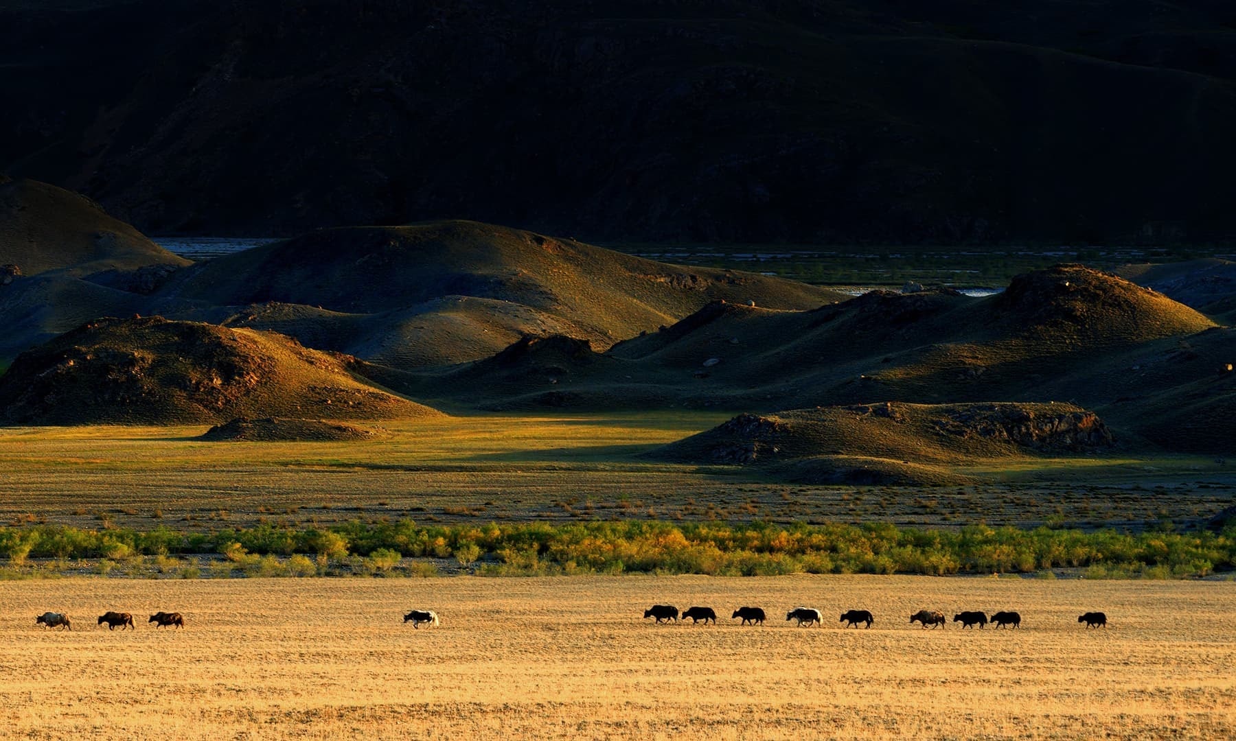 Yak herds on the way. — *Photo by author*