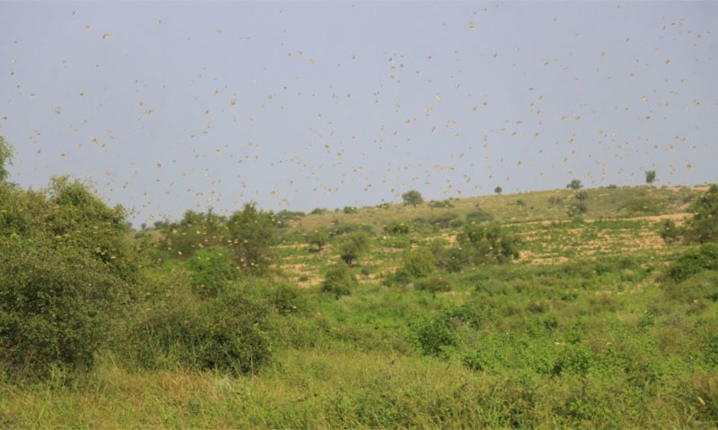 Punjab government has provided funds for emergency purchase of Malathion to control locusts in RYK and Bahawalpur. — Manoj Genani/File