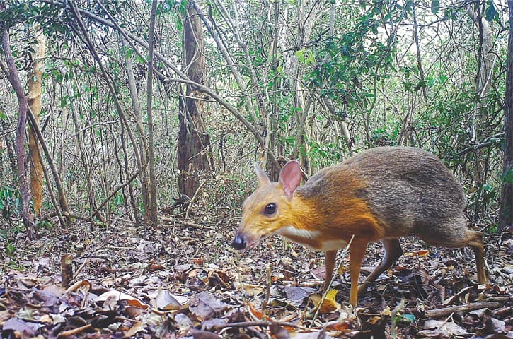 HANOI: A silver-backed chevrotain, popularly known as Vietnamese mouse-deer, pictured in an unknown location by a camera trap.&mdash;AFP