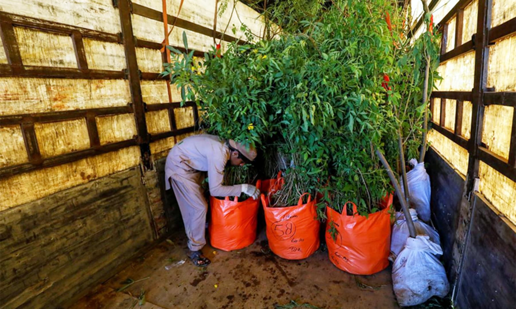 A boy arranges bags of trees and plants to be transported for planting along the pilgrimage route from Najaf to Karbala, at a farm on the outskirts of Karachi, on Friday. — Reuters