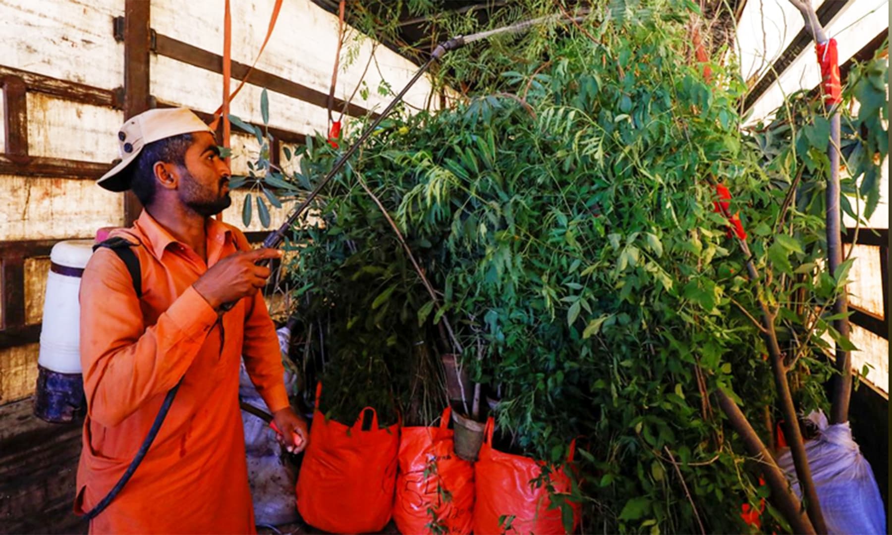 A man sprays water on plants that are to be transported for planting along the pilgrimage route from Najaf to Karbala, at a farm on the outskirts of Karachi, on Friday. — Reuters