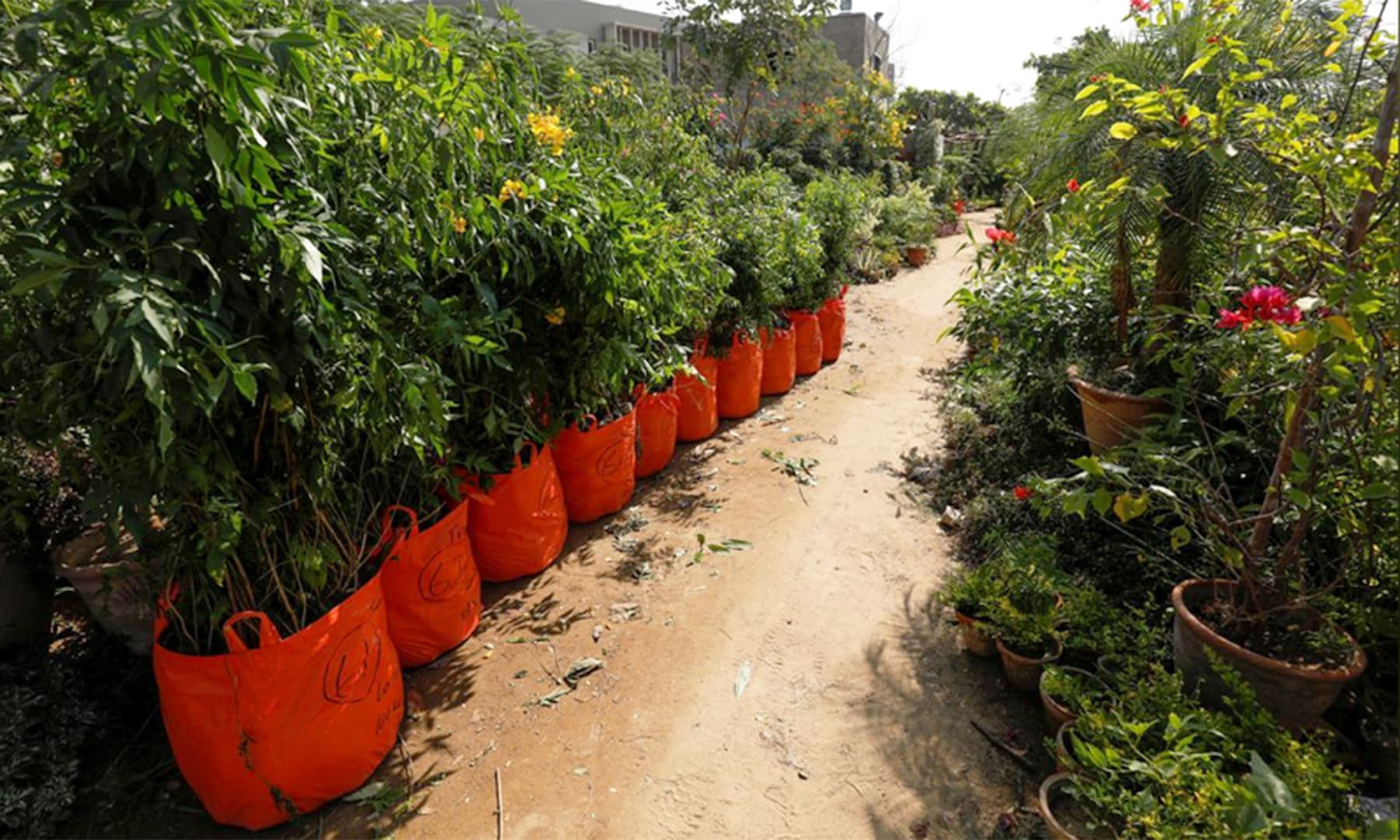 Bags of plants with weight and ordinal numbers are seen before being transported for planting along the pilgrimage route from Najaf to Karbala, at a farm on the outskirts of Karachi, on Friday. — Reuters