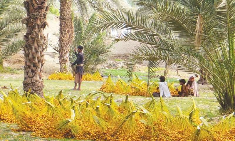 In this file photo, dates taken down from the trees are gathered for being transported to the processing site.