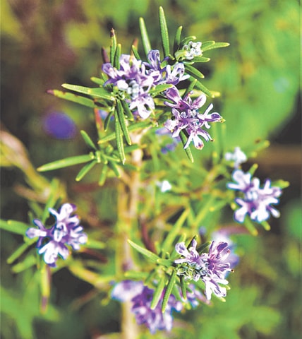 Herb of the month: Rosemary | Photos by the writer