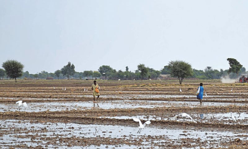 HARIS broadcast wheat crop seed in a farm in Khipro, Sanghar.—Photo by Umair Ali