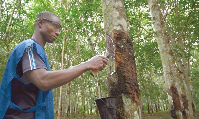 A trainee learns how to bleed a hevea tree to harvest latex rubber.—AFP file photo A trainee learns how to bleed a hevea tree to harvest latex rubber.—AFP file photo