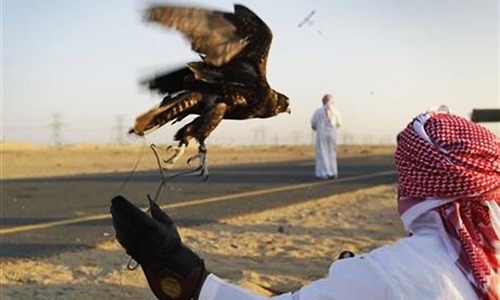 Hunters need to change their aged falcons with younger ones that could hunt houbara bustard more efficiently. — AP/File