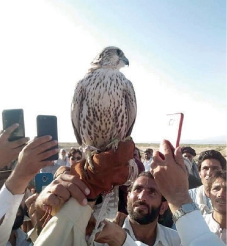 An endangered Sekker falcon was trapped and sold for Rs9.9m in Balochistan using social media. Trappers wait to capture falcons when they escape the Siberian winter and migrate 5,000 miles to the coast of Balochistan.