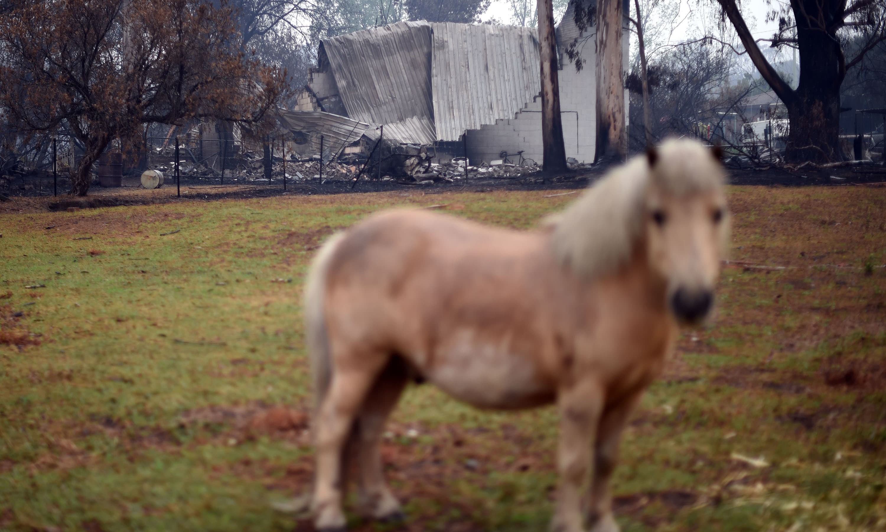 A horse grazes in front of a burnt house after an overnight bushfire in Cobargo — AFP