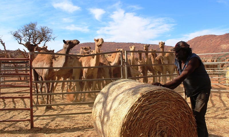 Camel muster on the APY Lands, South Australia in 2013. — Wikimedia Commons