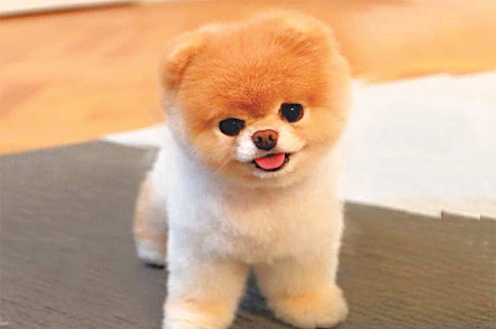 teddy bear pomeranian price