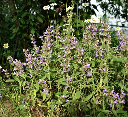 Herb of the month: Sage