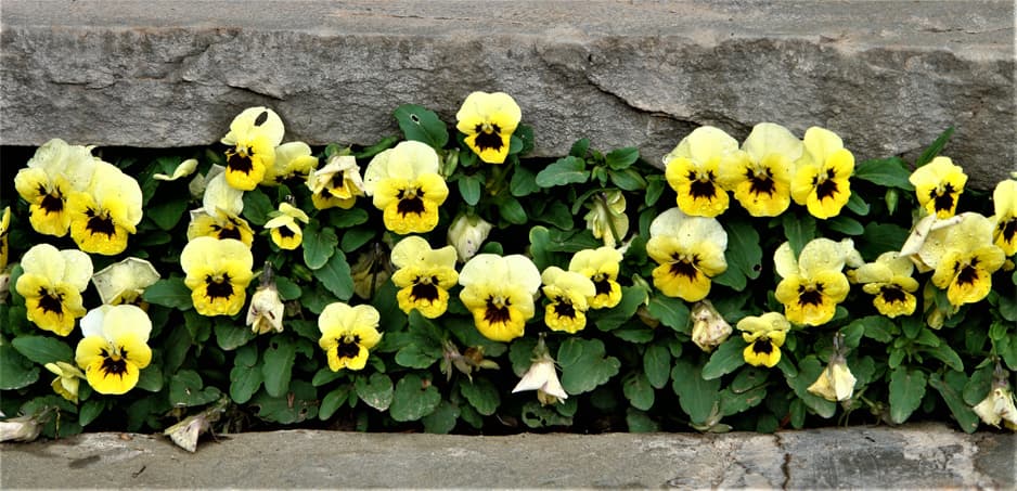 Pansies