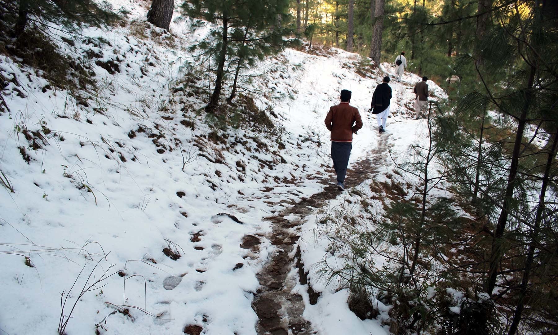 Winding paths within a forest teeming with pine trees lead to Jenako Maidan.