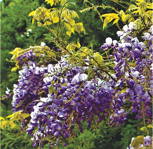 Wisteria sinensis
