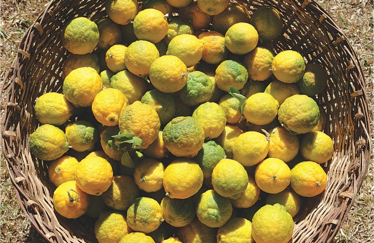 Desi lemons | Photos by the writer