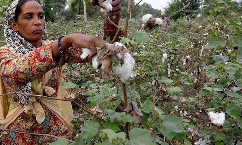 The PCGA notes that the production of cotton bales went down by 2.119m in the current season. — AFP/File