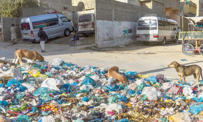 Canines rummage through a rubbish heap in the city in this file photo.&mdash;White Star