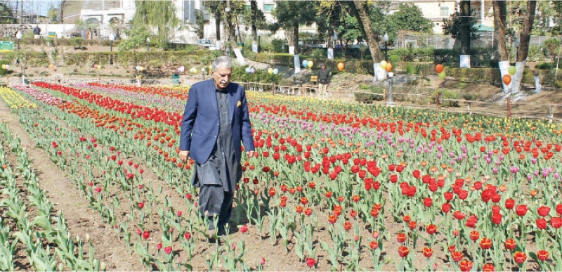 AJK PM walks through the tulip garden. — Photo by the writer