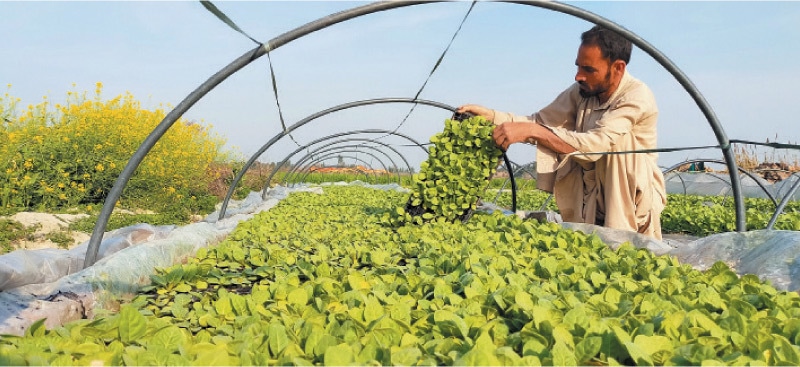 A farmer works at a tobacco nursery in Swabi. — Dawn