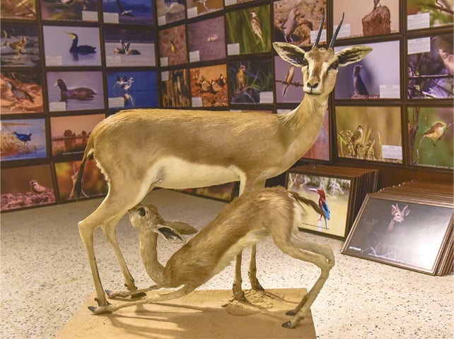 A great taxidermy; a chinkara feeding its baby.