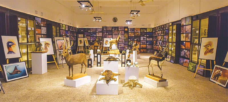 A view of the recently opened Sindh Wildlife Museum.&mdash;Fahim Siddiqi/White Star